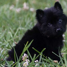 Boy 3 - German Shepherd puppy from Mengerhaus