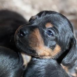 Dachshunds from Desert Doxies