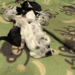 Shetland Sheepdog puppies from Bloxham Blue Shelties and Corgis