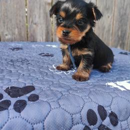 Royal Blue - Black and tan male Yorkshire Terrier puppy in Woodway, Texas from The Yorkie Empire