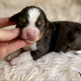 Honey (yellow collar girl) - Tri-color female Bernedoodle puppy in Colorado Springs, Colorado from Mercy Mountain Bernedoodles