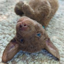 Roo - Brown male Chesapeake Bay Retriever puppy in Soap Lake, Washington from Desert Oasis Kennels