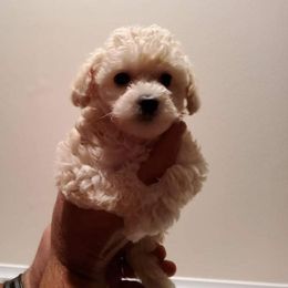 Poodle Puppies from Carolina Mountain Toy Poodles