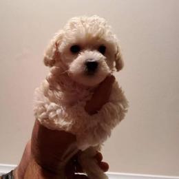 Poodle Puppies from Carolina Mountain Toy Poodles