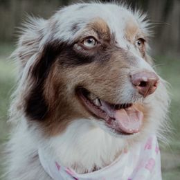 Khaleesi - Australian Shepherd