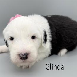 Glinda - Black and white female Old English Sheepdog puppy in Chattanooga, Tennessee from River City Doodles TN