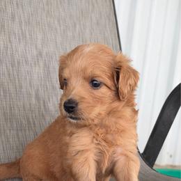Jessie - Red  female Goldendoodle puppy in Point, Texas from Tiny Paws Goldendoodles