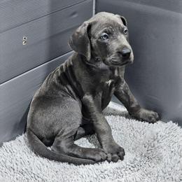 Lilac - Blue female Great Dane puppy in Garner, North Carolina from Gentle Giant Danes, LLC