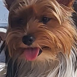 Ruby - Yorkshire Terrier