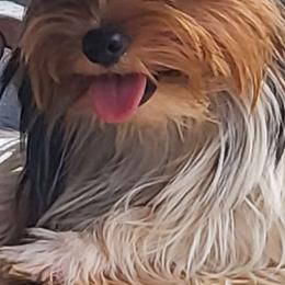 Ruby - Yorkshire Terrier