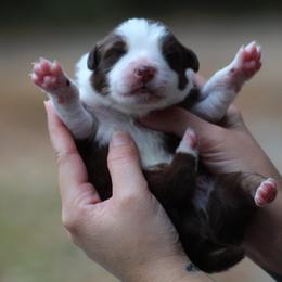 Australian Shepherd Puppies from Circle P Farm