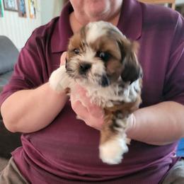 Ian - Red and white male Shih Tzu puppy in Parma, Ohio from D's DeVine Shih-Tzu