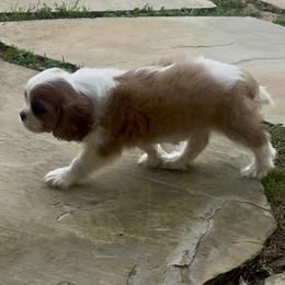 Blenheim - Blenheim male Cavalier King Charles Spaniel puppy in Grand Prairie, Texas from Westchester Cavaliers