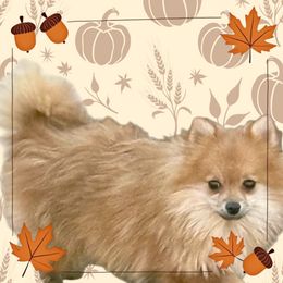 Orange Boy - Orange male Pomeranian puppy in Centuria, Wisconsin from Petite FurryTails