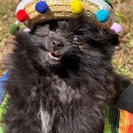 SHOTZY - Chocolate male Pomeranian puppy in Port Angeles, Washington from Pacific Northwest Pomeranians