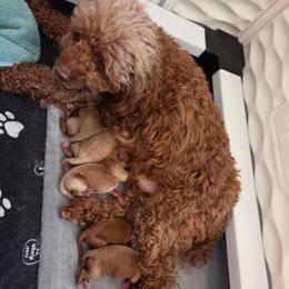 Lulu - Red female Cavapoo puppy in Kingsville, Missouri from Echo Valley Cavapoos
