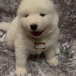Daisy - White female Samoyed puppy in Atkinson, Nebraska from Sandhills Samoyeds