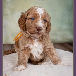 Riff - Red male Cockapoo puppy in Connersville, Indiana from Deaz Doodle Ranch