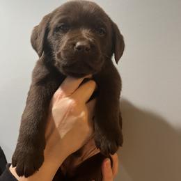 Labrador Retriever Puppies from Russell Creek Labradors