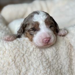 Brown Merle phantom parti - Merle female Bernedoodle puppy in Spring, Texas from At The Cross Kennel