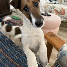 Sasi - White and tan female Smooth Fox Terrier puppy in Maryland from Jetstream Show Dogs