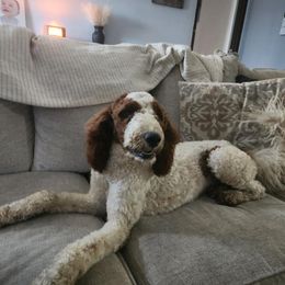 Goldendoodle puppies from Bailey’s Cajun Canines