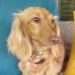 Biscuit - Dachshund