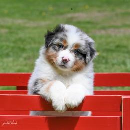 Boy 2 - Blue merle male Australian Shepherd puppy in Rochester, Massachusetts from Clover Creek Aussies