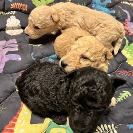 Boy 3 - Fawn male Pumi puppy in Huntsville, Texas from TriSong TIbetan Terriers & Pumik