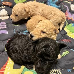 Boy 3 - Fawn male Pumi puppy in Huntsville, Texas from TriSong TIbetan Terriers & Pumik