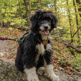 Aussiedoodle and Australian Shepherd All Grown Up from Dark Water Standards