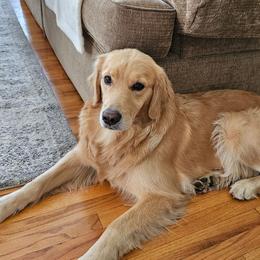 Golden Retriever puppies from Sea Air Goldens