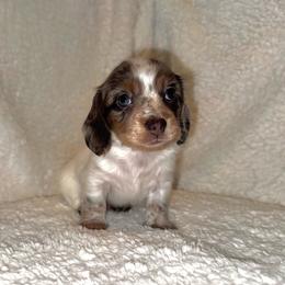 Larry - Piebald male Dachshund puppy in Trinity, Texas from Signature Sloan - Long Hair Dachshunds