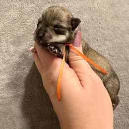 Orange Boy - Salt and pepper male Miniature Schnauzer puppy in Floyd, Virginia from Little River Puppies