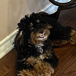 Zoe - Poodle