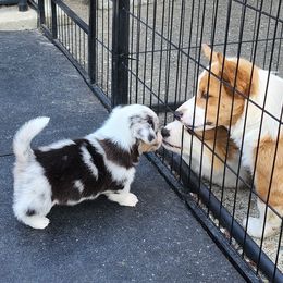 American Corgi Puppies from Wigglebutts American Corgis