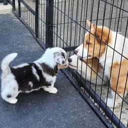 American Corgi Puppies from Wigglebutts American Corgis