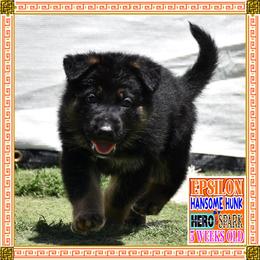 EPSILON - Black and red male German Shepherd puppy in Murrieta, California from Diamond Oaks German Shepherds