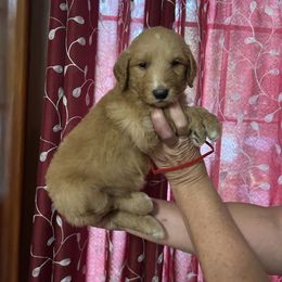 Little boy red - Apricot male Goldendoodle puppy in Hardeeville, South Carolina from Pups of the Lowcountry