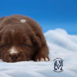 Walter - Red tri male Miniature Australian Shepherd puppy in Weeki Wachee, Florida from Arlington's Mini Aussies
