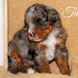 Tiki - Merle female Bernedoodle puppy in Gilbert, Arizona from Safe Havynn Doodles