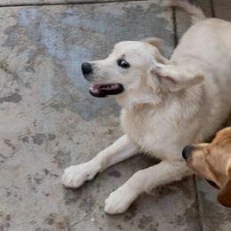 Maverick - Light golden male Golden Retriever puppy in Menifee, California from The Golden Leash Kennels