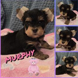 Girl 3 - Black and tan female Yorkshire Terrier puppy in Gatesville, Texas from Schultz Yorkies byGrace