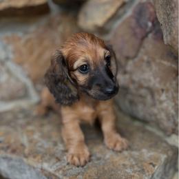 Lucy - Red female Dachshund puppy in Warrior, Alabama from Bountiful Dachshunds