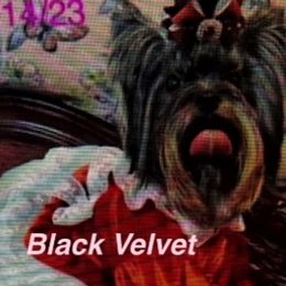 VELVET - Yorkshire Terrier