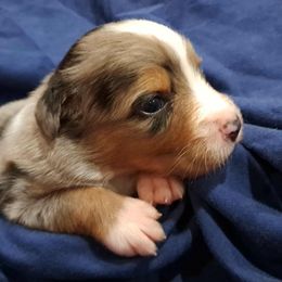 Australian Shepherd Puppies from Persimmon Creek Farm