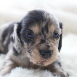 Shelly - Dapple female Dachshund puppy in Morrow, Ohio from Courtney’s Colorful Doxies
