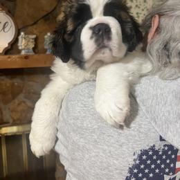 Saint Bernard Puppies from St Bernard Kingdom, LLC