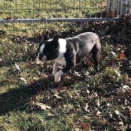 Jett - Boston Terrier