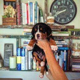 Dark Green Boy (Finn) - Black, white and red male Greater Swiss Mountain Dog puppy in Edinboro, Pennsylvania from Greater Swiss of Whitetail Acres